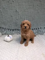 Hank, a female Miniature Goldendoodle for sale in Bristol, IN – 5 of 6