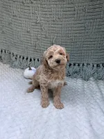 Harley , a female Miniature Goldendoodle for sale in Bristol, IN – 8 of 9