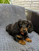 Thor, a male Miniature Dachshund for sale in Bristol, IN – 4 of 4