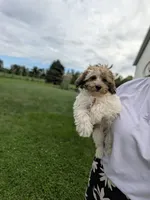 Fern, a female Havapoo for sale in Bristol, IN – 3 of 8