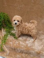 Kipp, a male Bichpoo for sale in Bristol, IN – 3 of 6