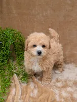 Kipp, a male Bichpoo for sale in Bristol, IN – 2 of 6