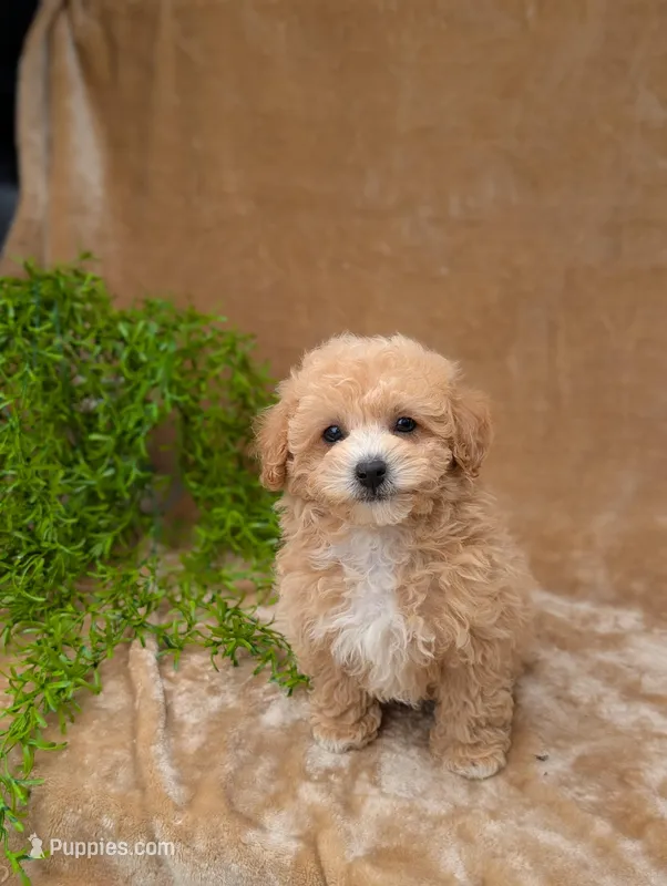 Kipp – Bichpoo puppy on hold in Bristol, IN
