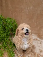 Kipp, a male Bichpoo for sale in Bristol, IN – 5 of 6