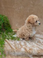 Kipp, a male Bichpoo for sale in Bristol, IN – 6 of 6