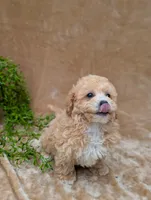 Kipp, a male Bichpoo for sale in Bristol, IN – 4 of 6