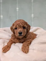 Paisley , a female Poodle - Toy  for sale in Bristol, IN – 3 of 6