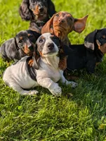 Tiger, a male Miniature Dachshund for sale in Bristol, IN – 3 of 7