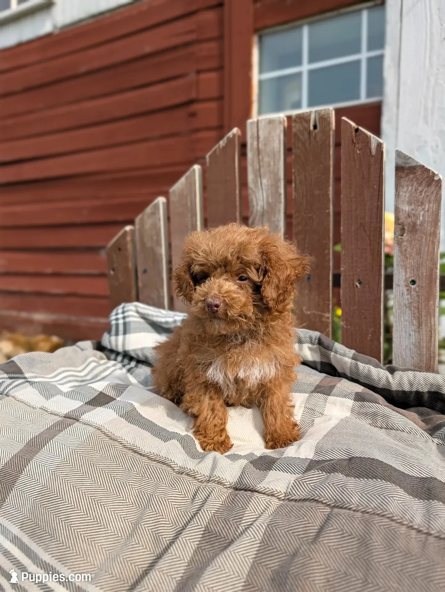 Tinsley, a female Poodle - Toy  for sale in Bristol, IN – 3 of 6