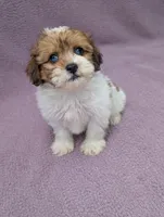 Angel , a female Shihpoo for sale in Bristol, IN – 4 of 7