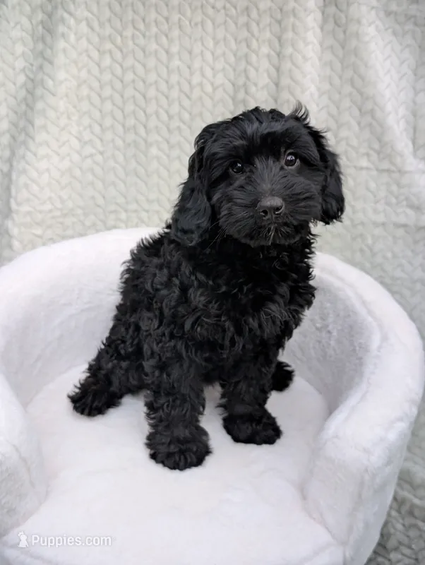 Cupcake  – Aussiedoodle, Poodle - Miniature  puppy for sale in Bristol, IN
