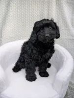 Cupcake , a female Aussiedoodle and Poodle - Miniature  for sale in Bristol, IN – 1 of 5