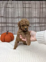 Riley , a male Miniature Goldendoodle for sale in Bristol, IN – 6 of 6