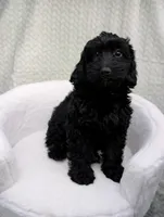 Cupcake , a female Aussiedoodle and Poodle - Miniature  for sale in Bristol, IN – 4 of 5