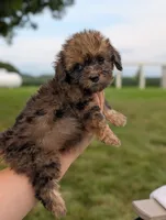 Francine, a female Havapoo for sale in Bristol, IN – 6 of 6