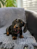Tinkerbell , a female Miniature Dachshund for sale in Bristol, IN – 4 of 6