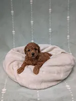 Paisley , a female Poodle - Toy  for sale in Bristol, IN – 4 of 6