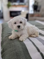 Casper , a male Havapoo for sale in Bristol, IN – Photo 5 of 6