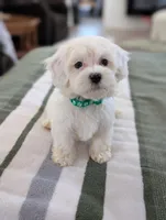 Casper , a male Havapoo for sale in Bristol, IN – Photo 4 of 6