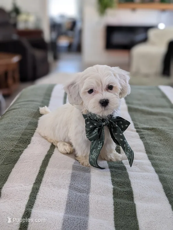 Casper  – Havapoo puppy for sale in Bristol, IN