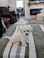 Casper , a male Havapoo for sale in Bristol, IN – Photo 6 of 6