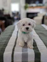 Casper , a male Havapoo for sale in Bristol, IN – Photo 3 of 6