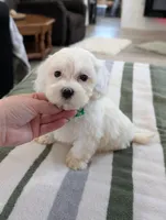 Casper , a male Havapoo for sale in Bristol, IN – Photo 2 of 6