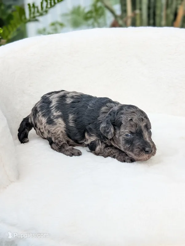Mcallister  – Poodle - Miniature  puppy for sale in Bristol, IN
