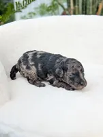 Mcallister , a male Poodle - Miniature  for sale in Bristol, IN – 1 of 5