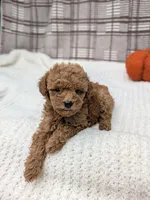 Riley , a male Miniature Goldendoodle for sale in Bristol, IN – 2 of 6