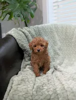 June, a female Poodle - Toy  for sale in Bristol, IN – 2 of 6
