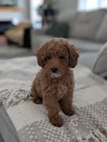 Zoey , a female Poodle - Toy  and Poodle - Miniature  for sale in Bristol, IN – Photo 2 of 7