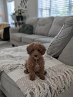Zoey , a female Poodle - Toy  and Poodle - Miniature  for sale in Bristol, IN – Photo 7 of 7