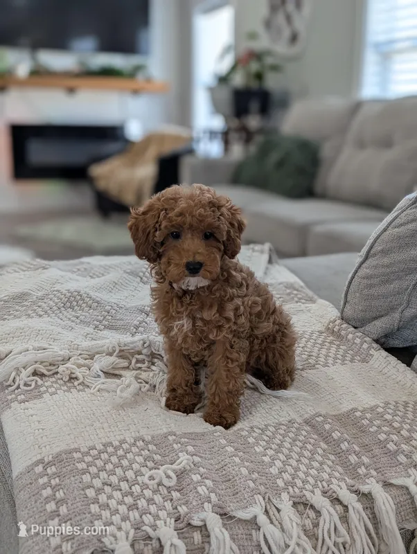 Zoey  – Poodle - Toy , Poodle - Miniature  puppy for sale in Bristol, IN