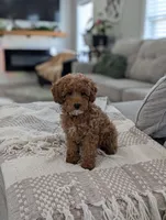 Zoey , a female Poodle - Toy  and Poodle - Miniature  for sale in Bristol, IN – Photo 1 of 7