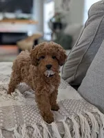 Zoey , a female Poodle - Toy  and Poodle - Miniature  for sale in Bristol, IN – Photo 6 of 7