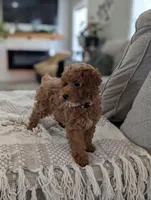 Zoey , a female Poodle - Toy  and Poodle - Miniature  for sale in Bristol, IN – Photo 4 of 7