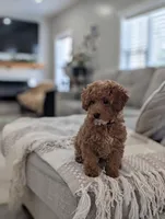 Zoey , a female Poodle - Toy  and Poodle - Miniature  for sale in Bristol, IN – Photo 5 of 7