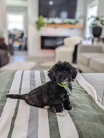 Clover, a female Havapoo for sale in Bristol, IN – Photo 4 of 7