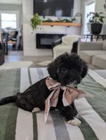 Clover, a female Havapoo for sale in Bristol, IN – Photo 1 of 7