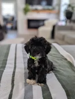 Clover, a female Havapoo for sale in Bristol, IN – Photo 2 of 7