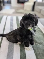 Clover, a female Havapoo for sale in Bristol, IN – Photo 7 of 7