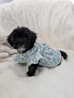 Clover, a female Havapoo for sale in Bristol, IN – Photo 6 of 7