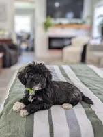 Clover, a female Havapoo for sale in Bristol, IN – Photo 3 of 7