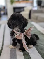 Clover, a female Havapoo for sale in Bristol, IN – Photo 5 of 7