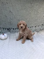 Holly, a female Miniature Goldendoodle for sale in Bristol, IN – 4 of 7