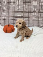 Randle, a male Miniature Goldendoodle for sale in Bristol, IN – 6 of 6
