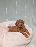 Paisley , a female Poodle - Toy  for sale in Bristol, IN – 6 of 6