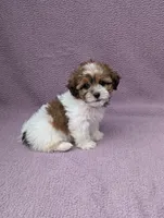 Amelia , a female Shihpoo for sale in Bristol, IN – 6 of 8
