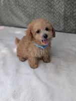 Buckley , a male Poodle - Toy  for sale in Bristol, IN – 3 of 5